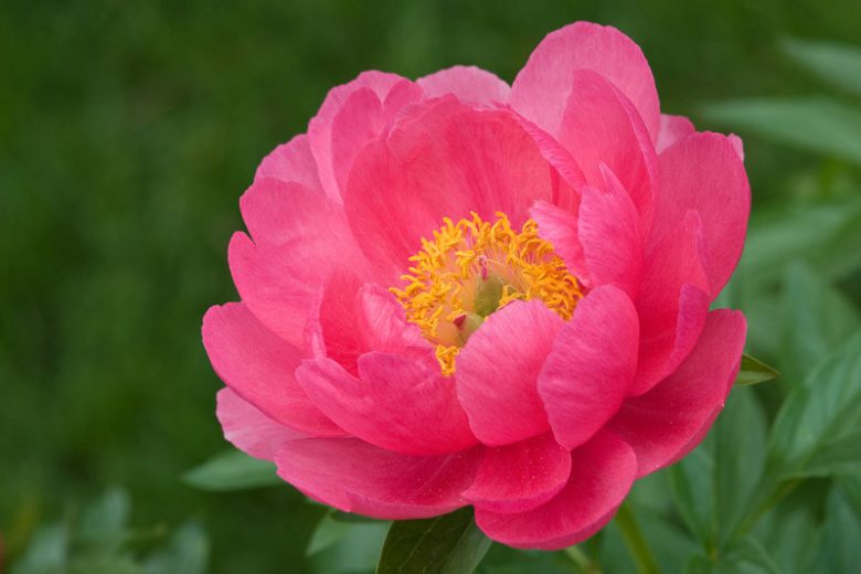 Paeonia 'Cytherea', Peony 'Cytherea', 'Cytherea' Peony, Pink Peonies, Pink Flowers, Fragrant Peonies