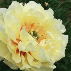 Paeonia 'Garden Treasure', Peony 'Garden Treasure', 'Garden Treasure' Peony, Itoh Peony 'Garden Treasure', Intersectional Peony 'Garden Treasure', Yellow Peonies, Yellow flowers, Fragrant Peonies