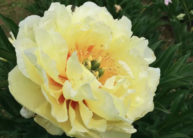 Paeonia 'Garden Treasure', Peony 'Garden Treasure', 'Garden Treasure' Peony, Itoh Peony 'Garden Treasure', Intersectional Peony 'Garden Treasure', Yellow Peonies, Yellow flowers, Fragrant Peonies
