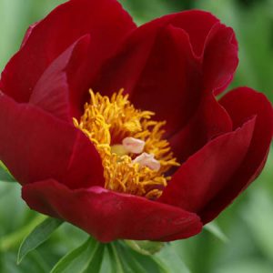 Paeonia 'Illini Warrior', Peony ''Illini Warrior', ''Illini Warrior' Peony, Red Peonies, Red Flowers