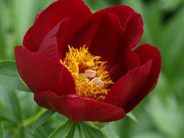 Paeonia 'Illini Warrior', Peony ''Illini Warrior', ''Illini Warrior' Peony, Red Peonies, Red Flowers