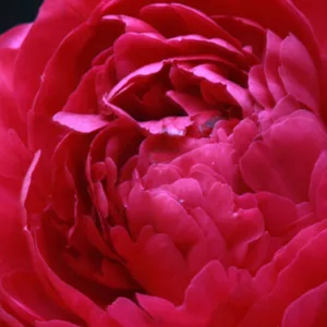 Paeonia 'Kansas', Peony 'Kansas', 'Kansas' Peony, Chinese Peony 'Kansas' , Common Garden Peony 'Kansas', Red Peonies, Red Flowers, Red Peonies