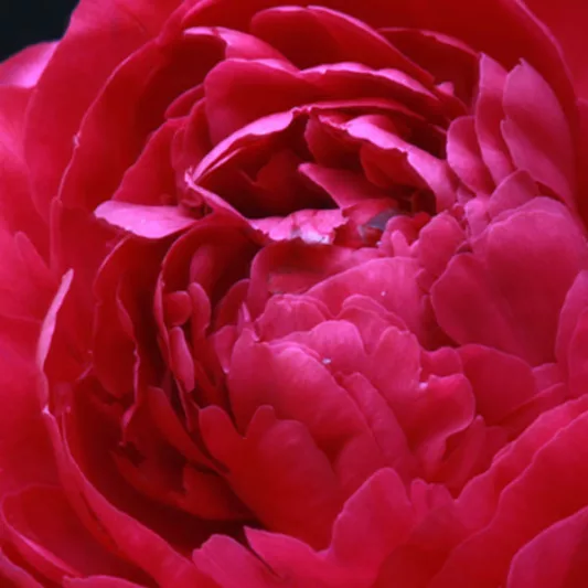 Paeonia 'Kansas', Peony 'Kansas', 'Kansas' Peony, Chinese Peony 'Kansas' , Common Garden Peony 'Kansas', Red Peonies, Red Flowers, Red Peonies