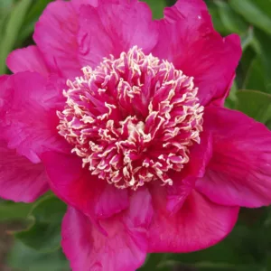 Paeonia Lactiflora 'Barrington Belle', Peony 'Barrington Belle', 'Barrington Belle' Peony, Chinese Peony 'Barrington Belle' , Common Garden Peony 'Barrington Belle', Red Peonies, Red Flowers, Fragrant Peonies