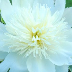 Paeonia Lactiflora 'Bride's Dream', Peony 'Bride's Dream', 'Bride's Dream' Peony, Chinese Peony 'Bride's Dream', Common Garden Peony 'Bride's Dream', White Peonies, White Flowers, Fragrant Peonies
