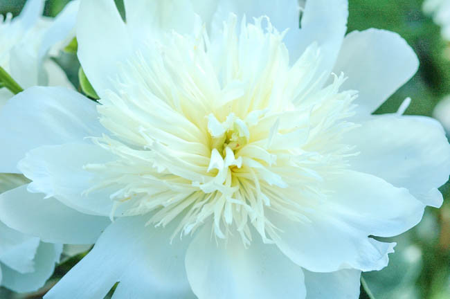 Paeonia Lactiflora 'Bride's Dream', Peony 'Bride's Dream', 'Bride's Dream' Peony, Chinese Peony 'Bride's Dream', Common Garden Peony 'Bride's Dream', White Peonies, White Flowers, Fragrant Peonies