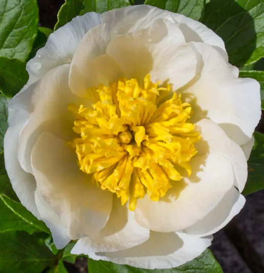 Paeonia Lactiflora 'Bu-Te', Peony 'Bu-Te', 'Bu-Te' Peony, Chinese Peony 'Bu-Te', Common Garden Peony 'Bu-Te', White Peonies, White flowers, Fragrant Peonies