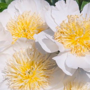 Paeonia Lactiflora 'Cheddar Charm', Peony 'Cheddar Charm', 'Cheddar Charm' Peony, Chinese Peony 'Cheddar Charm', Common Garden Peony 'Cheddar Charm', White Peonies, White flowers, Pink Peonies, Pink flowers, Fr