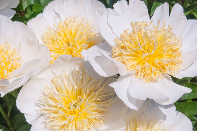 Paeonia Lactiflora 'Cheddar Charm', Peony 'Cheddar Charm', 'Cheddar Charm' Peony, Chinese Peony 'Cheddar Charm', Common Garden Peony 'Cheddar Charm', White Peonies, White flowers, Pink Peonies, Pink flowers, Fr