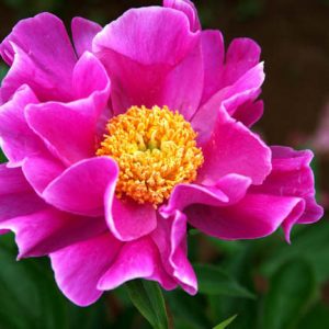 Paeonia Lactiflora 'Clown', Peony 'Clown', 'Clown' Peony, Chinese Peony 'Clown' , Common Garden Peony 'Clown', Pink Peonies, Pink Flowers, Fragrant Peonies