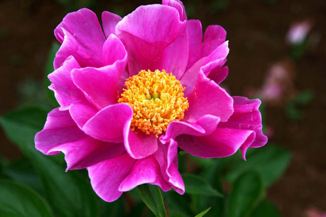 Paeonia Lactiflora 'Clown', Peony 'Clown', 'Clown' Peony, Chinese Peony 'Clown' , Common Garden Peony 'Clown', Pink Peonies, Pink Flowers, Fragrant Peonies