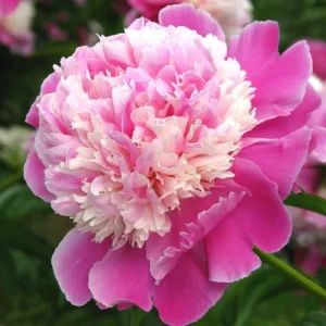 Paeonia Lactiflora 'Cora Stubbs', Peony 'Cora Stubbs', 'Cora Stubbs' Peony, Chinese Peony 'Cora Stubbs', Common Garden Peony 'Cora Stubbs', Pink Peonies, Pink Flowers, Fragrant Peonies