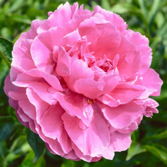 Paeonia Lactiflora Dr. Alexander Fleming, Peony Dr. Alexander Fleming, Dr. Alexander Fleming Peony, Pink Flowers, Pink Peonies, Fragrant Peonies