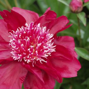 Paeonia Lactiflora 'Dr Jekyll', Peony 'Dr Jekyll', 'Dr Jekyll' Peony, Chinese Peony 'Dr Jekyll' , Common Garden Peony 'Dr Jekyll', Red Peonies, Red Flowers, Fragrant Peonies