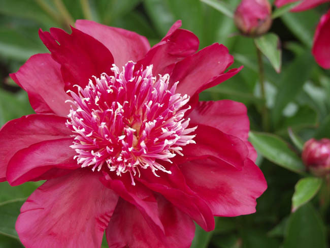 Paeonia Lactiflora 'Dr Jekyll', Peony 'Dr Jekyll', 'Dr Jekyll' Peony, Chinese Peony 'Dr Jekyll' , Common Garden Peony 'Dr Jekyll', Red Peonies, Red Flowers, Fragrant Peonies