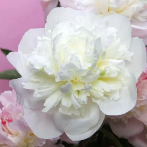 Paeonia 'Duchesse de Nemours', Peony 'Duchesse de Nemours', 'Duchesse de Nemours' Peony, Chinese Peony 'Duchesse de Nemours', Common Garden Peony 'Duchesse de Nemours', White Peonies, White flowers, Fragrant Peonies