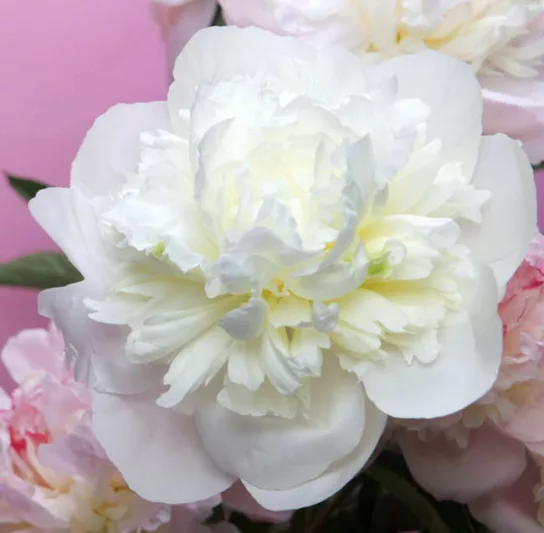 Paeonia 'Duchesse de Nemours', Peony 'Duchesse de Nemours', 'Duchesse de Nemours' Peony, Chinese Peony 'Duchesse de Nemours', Common Garden Peony 'Duchesse de Nemours', White Peonies, White flowers, Fragrant Peonies