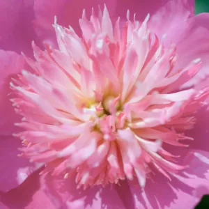 Paeonia Lactiflora 'Fancy Nancy', Peony 'Fancy Nancy', 'Fancy Nancy' Peony, Chinese Peony 'Fancy Nancy' , Common Garden Peony 'Fancy Nancy', Pink Peonies, Pink Flowers, Fragrant Peonies