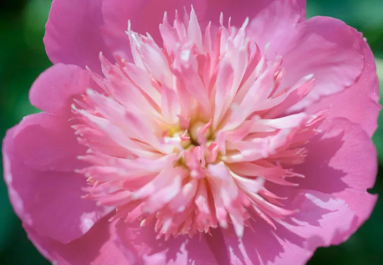 Paeonia Lactiflora 'Fancy Nancy', Peony 'Fancy Nancy', 'Fancy Nancy' Peony, Chinese Peony 'Fancy Nancy' , Common Garden Peony 'Fancy Nancy', Pink Peonies, Pink Flowers, Fragrant Peonies