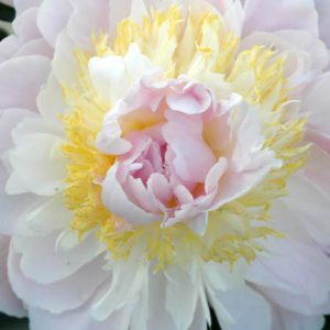 Paeonia Lactiflora 'Golly', Peony 'Golly', 'Golly' Peony, Chinese Peony 'Golly', Common Garden Peony 'Golly', Pink Peonies, Pink Flowers, Fragrant Peonies