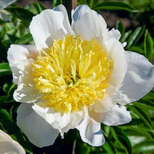 Paeonia Lactiflora 'Honey Gold', Peony 'Honey Gold', 'Honey Gold' Peony, Chinese Peony 'Honey Gold', Common Garden Peony 'Honey Gold', White Peonies, White Flowers, Fragrant Peonies