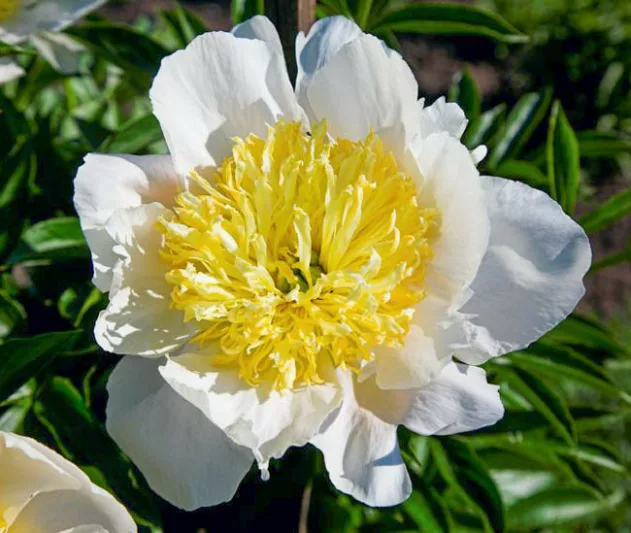 Paeonia Lactiflora 'Honey Gold', Peony 'Honey Gold', 'Honey Gold' Peony, Chinese Peony 'Honey Gold', Common Garden Peony 'Honey Gold', White Peonies, White Flowers, Fragrant Peonies