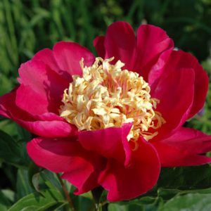 Paeonia Lactiflora 'Karen Gray', Peony 'Karen Gray', 'Karen Gray' Peony, Chinese Peony 'Karen Gray' , Common Garden Peony 'Karen Gray', Red Peonies, Red Flowers, Fragrant Peonies