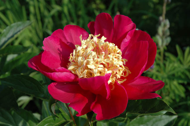 Paeonia Lactiflora 'Karen Gray', Peony 'Karen Gray', 'Karen Gray' Peony, Chinese Peony 'Karen Gray' , Common Garden Peony 'Karen Gray', Red Peonies, Red Flowers, Fragrant Peonies