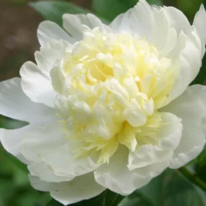 Paeonia Lactiflora 'Laura Dessert', Peony 'Laura Dessert', 'Laura Dessert' Peony, Chinese Peony 'Laura Dessert', Common Garden Peony 'Laura Dessert', White Peonies, White flowers, Fragrant Peonies