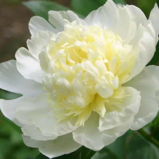 Paeonia Lactiflora 'Laura Dessert', Peony 'Laura Dessert', 'Laura Dessert' Peony, Chinese Peony 'Laura Dessert', Common Garden Peony 'Laura Dessert', White Peonies, White flowers, Fragrant Peonies