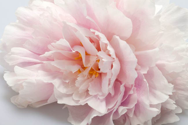 Paeonia Lactiflora 'Martha Bulloch', Peony 'Martha Bulloch', 'Martha Bulloch' Peony, White flowers, White Peonies, Pink Flowers, Pink Peonies, Fragrant Peonies