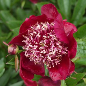 Paeonia Lactiflora 'Midnight Sun', Peony 'Midnight Sun', 'Midnight Sun' Peony, Chinese Peony 'Midnight Sun' , Common Garden Peony 'Midnight Sun', Red Peonies, Red Flowers, Fragrant Peonies