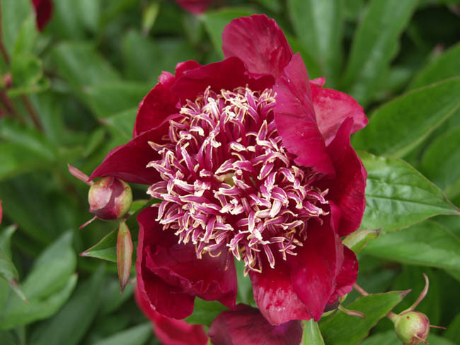 Paeonia Lactiflora 'Midnight Sun', Peony 'Midnight Sun', 'Midnight Sun' Peony, Chinese Peony 'Midnight Sun' , Common Garden Peony 'Midnight Sun', Red Peonies, Red Flowers, Fragrant Peonies