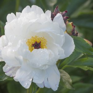 Paeonia Lactiflora 'Minnie Shaylor', Peony 'Minnie Shaylor', 'Minnie Shaylor' Peony, Chinese Peony 'Minnie Shaylor' , Common Garden Peony 'Minnie Shaylor', White Peonies, White Flowers, Fragrant Peonies