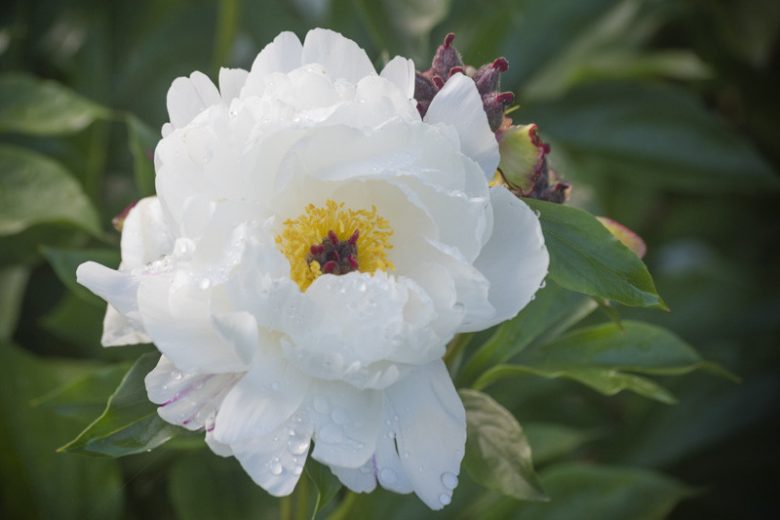 Paeonia Lactiflora 'Minnie Shaylor', Peony 'Minnie Shaylor', 'Minnie Shaylor' Peony, Chinese Peony 'Minnie Shaylor' , Common Garden Peony 'Minnie Shaylor', White Peonies, White Flowers, Fragrant Peonies