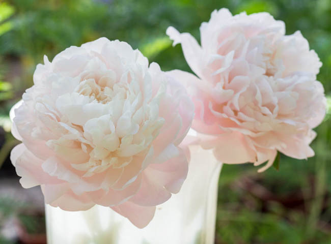 Paeonia Lactiflora 'Mother's Choice', Peony 'Mother's Choice', 'Mother's Choice' Peony, White flowers, White Peonies, Fragrant Peonies