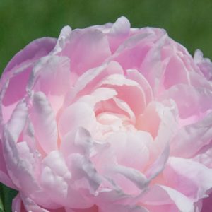 Paeonia Lactiflora 'Mrs. Franklin D. Roosevelt', Peony 'Mrs. Franklin D. Roosevelt', 'Mrs. Franklin D. Roosevelt' Peony, White flowers, White Peonies, Pink Flowers, Pink Peonies, Fragrant Peonies