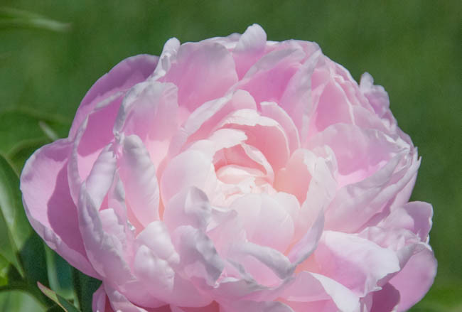 Paeonia Lactiflora 'Mrs. Franklin D. Roosevelt', Peony 'Mrs. Franklin D. Roosevelt', 'Mrs. Franklin D. Roosevelt' Peony, White flowers, White Peonies, Pink Flowers, Pink Peonies, Fragrant Peonies