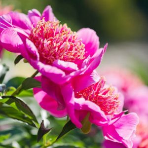Paeonia Lactiflora 'Neon', Peony 'Neon', 'Neon' Peony, Chinese Peony 'Neon' , Common Garden Peony 'Neon', Red Peonies, Red Flowers, Fragrant Peonies, Pink Peonies, Pink Flowers