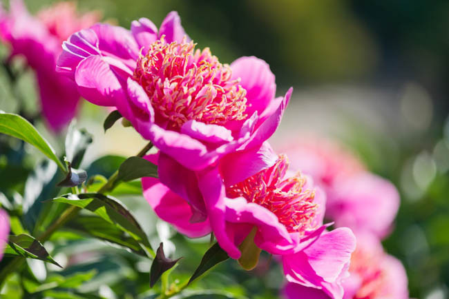 Paeonia Lactiflora 'Neon', Peony 'Neon', 'Neon' Peony, Chinese Peony 'Neon' , Common Garden Peony 'Neon', Red Peonies, Red Flowers, Fragrant Peonies, Pink Peonies, Pink Flowers