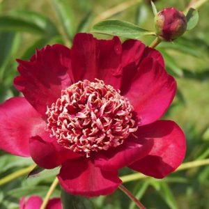 Paeonia Lactiflora 'Nippon Beauty', Peony 'Nippon Beauty', 'Nippon Beauty' Peony, Chinese Peony 'Nippon Beauty' , Common Garden Peony 'Nippon Beauty', Red Peonies, Red Flowers, Fragrant Peonies