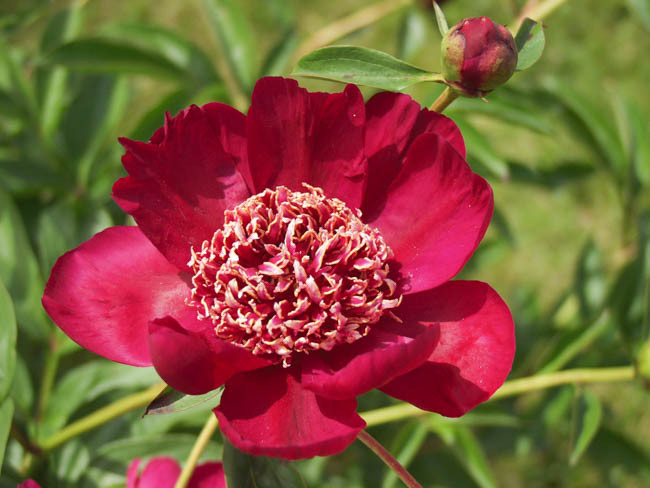 Paeonia Lactiflora 'Nippon Beauty', Peony 'Nippon Beauty', 'Nippon Beauty' Peony, Chinese Peony 'Nippon Beauty' , Common Garden Peony 'Nippon Beauty', Red Peonies, Red Flowers, Fragrant Peonies