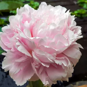 Paeonia Lactiflora 'Pillow Talk', Peony 'Pillow Talk', 'Pillow Talk' Peony, Chinese Peony 'Pillow Talk' , Common Garden Peony 'Pillow Talk', Pink Peonies, Pink Flowers, Fragrant Peonies