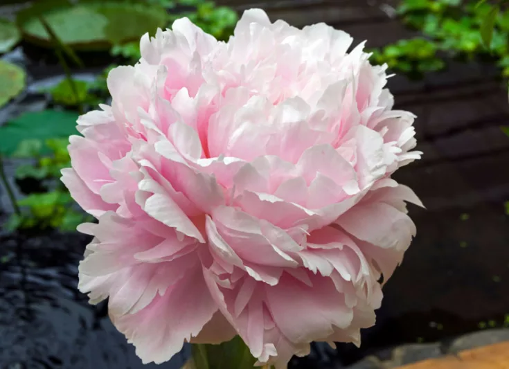 Paeonia Lactiflora 'Pillow Talk', Peony 'Pillow Talk', 'Pillow Talk' Peony, Chinese Peony 'Pillow Talk' , Common Garden Peony 'Pillow Talk', Pink Peonies, Pink Flowers, Fragrant Peonies