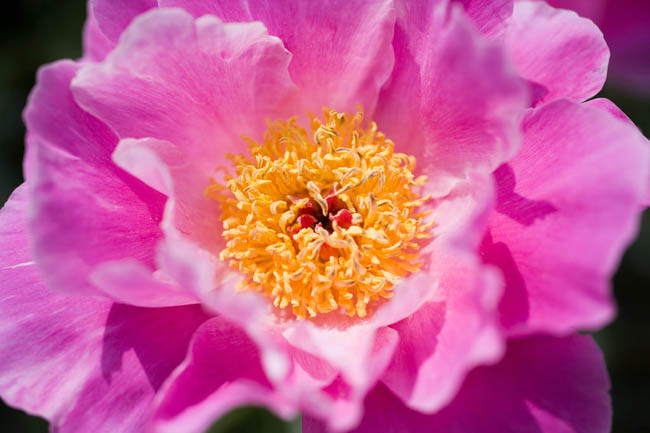 Paeonia Lactiflora 'Pink Dawn', Peony 'Pink Dawn', 'Pink Dawn' Peony, Chinese Peony 'Pink Dawn', Common Garden Peony 'Pink Dawn', Pink Peonies, Pink Flowers