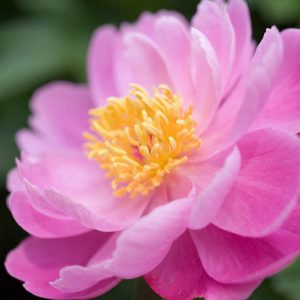 Paeonia Lactiflora 'Sea Shell', Peony 'Sea Shell', 'Sea Shell' Peony, Chinese Peony 'Sea Shell' , Common Garden Peony 'Sea Shell', Peony 'Seashell',  'Seashell' Peony, Chinese Peony 'Seashell' , Common Garden Peony 'Seashell', Pink Peonies, Pink Flowers