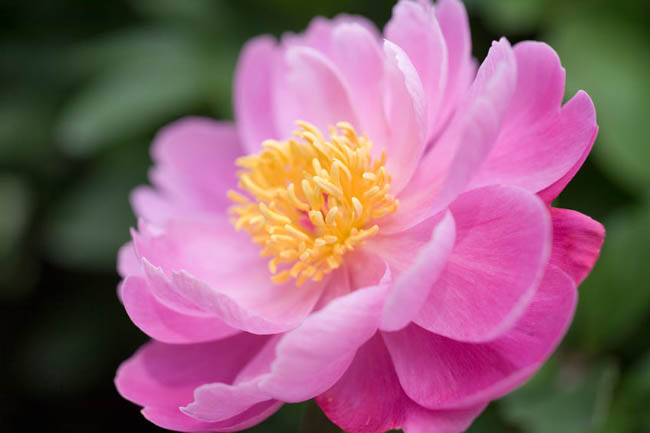 Paeonia Lactiflora 'Sea Shell', Peony 'Sea Shell', 'Sea Shell' Peony, Chinese Peony 'Sea Shell' , Common Garden Peony 'Sea Shell', Peony 'Seashell',  'Seashell' Peony, Chinese Peony 'Seashell' , Common Garden Peony 'Seashell', Pink Peonies, Pink Flowers