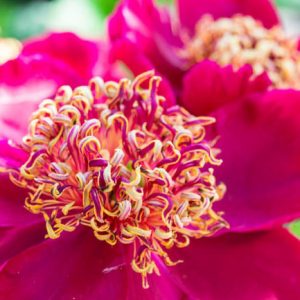 Paeonia Lactiflora 'Sword Dance', Peony 'Sword Dance', 'Sword Dance' Peony, Chinese Peony 'Sword Dance' , Common Garden Peony 'Sword Dance', Red Peonies, Red Flowers, Fragrant Peonies