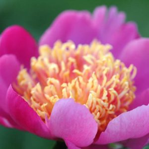 Paeonia Lactiflora 'Tom Eckhardt', Peony 'Tom Eckhardt', 'Tom Eckhardt' Peony, Chinese Peony 'Tom Eckhardt' , Common Garden Peony 'Tom Eckhardt', Red Peonies, Red Flowers, Fragrant Peonies, Pink Peonies, Pink Flowers