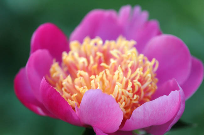 Paeonia Lactiflora 'Tom Eckhardt', Peony 'Tom Eckhardt', 'Tom Eckhardt' Peony, Chinese Peony 'Tom Eckhardt' , Common Garden Peony 'Tom Eckhardt', Red Peonies, Red Flowers, Fragrant Peonies, Pink Peonies, Pink Flowers